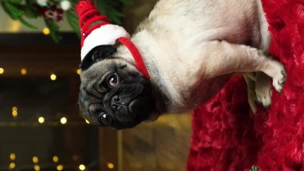 Śmieszny Jednoroczny Mops Świątecznej Czapce Boże Narodzenie Nowy Rok Psy — Wideo stockowe