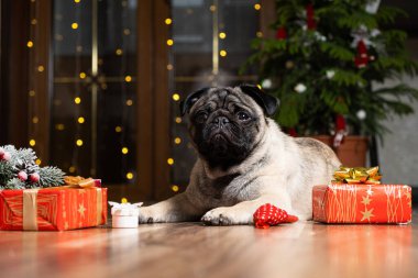 Şirin bir köpek yılbaşı ağacının yanında oturur. Noel, Yeni Yıl ve köpekler, evcil hayvanlar
