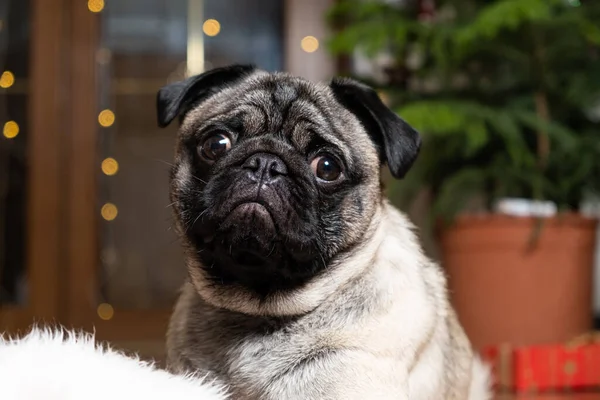 A beautiful cute one-year-old pug puppy looks into the camera close-up. Christmas, New Year and dogs, pets.