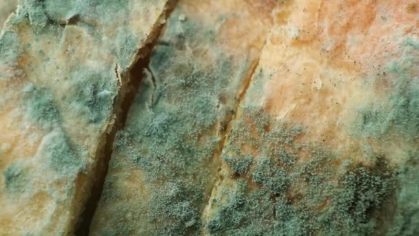パンの型 マクロ トップビュー カビや古い製品の危険性 — ストック動画