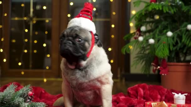 一个戴着圣诞礼帽的可爱的傻瓜看着摄像机 打呵欠 新年及宠物 — 图库视频影像