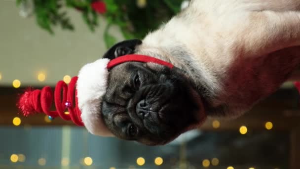 有趣的一岁大的呕吐物在圣诞帽 圣诞节 新年和狗 — 图库视频影像