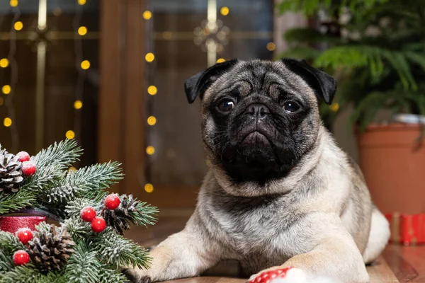 A beautiful cute one-year-old pug puppy looks into the camera close-up. Christmas, New Year and dogs, pets.