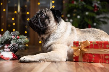 Şirin bir köpek yılbaşı ağacının yanında oturur. Noel, Yeni Yıl ve köpekler, evcil hayvanlar