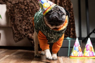 Şirin pug ilk doğum gününü kutlar, şapka ve takım elbise giyer ve ilerler.