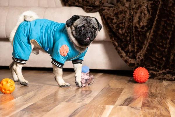 A handsome young pug plays with dog toys, balls. Goods for animals, pets, dogs