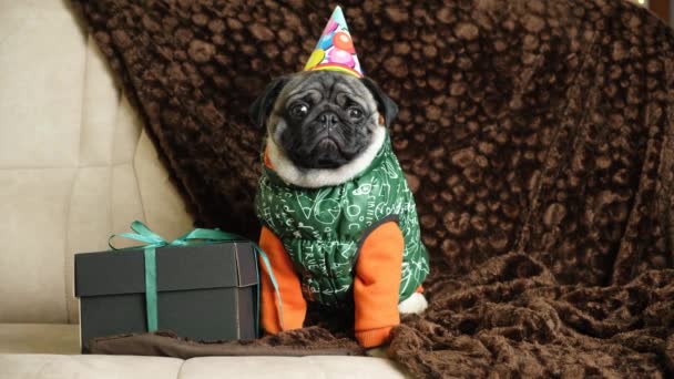 Funny Pug Tries Remove Festive Cap His Head Birthday Dogs — Stock Video