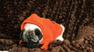 Turuncu elbiseli komik bir köpek evde sosis yiyor. Köpekler için lezzetler