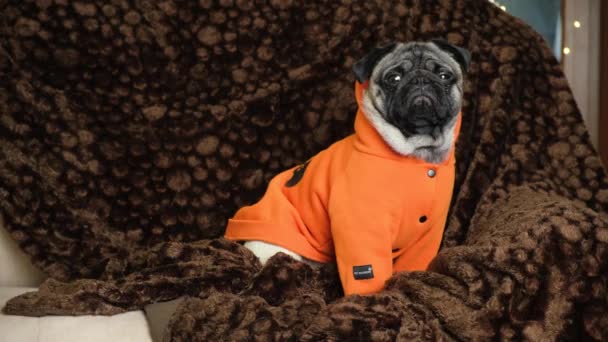 Niedlicher Lustiger Mops Orangefarbener Kleidung Sitzt Auf Der Couch Und — Stockvideo