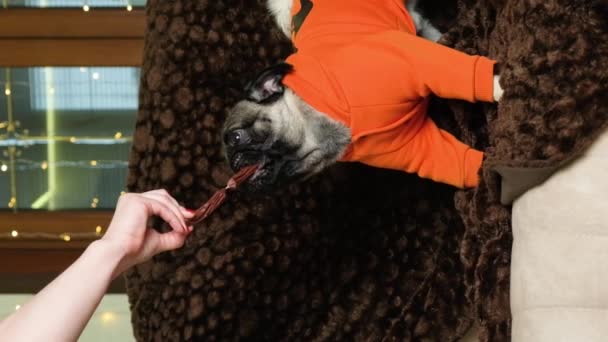 Pug Vestido Naranja Come Una Salchicha Dueño Alimenta Las Manos — Vídeos de Stock