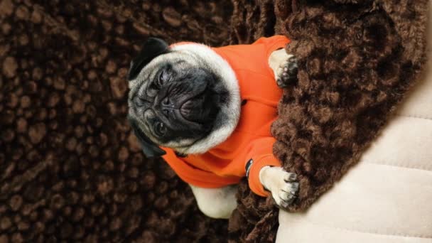 Ein Hübscher Mops Orangefarbener Kleidung Liegt Auf Der Couch Und — Stockvideo