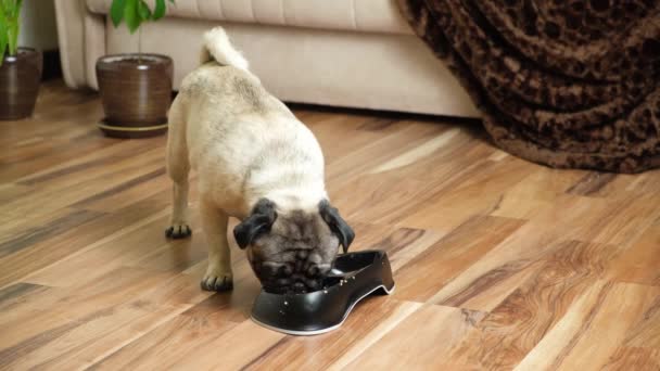 Leuke Pug Likt Eet Nat Hondenvoer Volledig Gezond Voedsel — Stockvideo