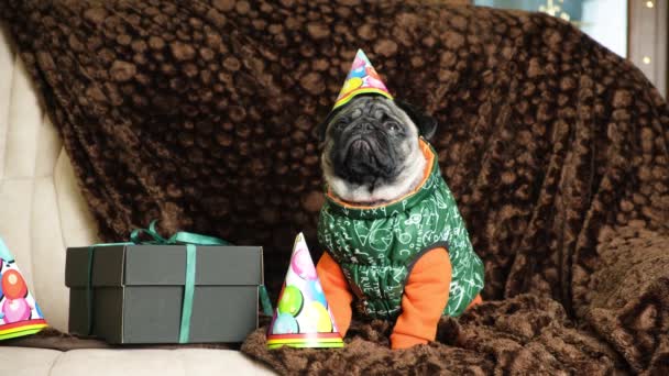 Doğum Gününü Kutlayan Şapkalı Sevimli Komik Bir Köpek — Stok video