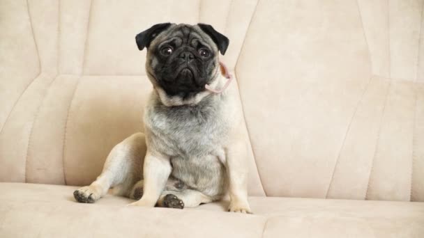 Little Pug Sits Couch Looks Away Care Pugs Coat Folds — Stock Video