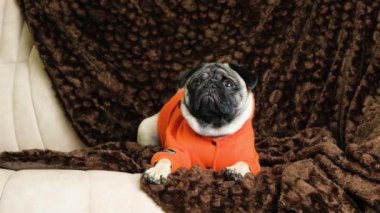 Turuncu elbiseli yakışıklı bir köpek kanepeye uzanıp etrafa bakınıyor.