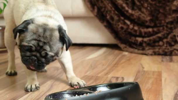 Köpek Sosis Yer Katı Yiyecek Yer Isırır Yakın Plan Çiğner — Stok video