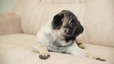 Tatlı bir köpek kanepede yatar ve başını çevirir. Köpeklere, paltolarına, katlarına, kulaklarına ve gözlerine dikkat et.