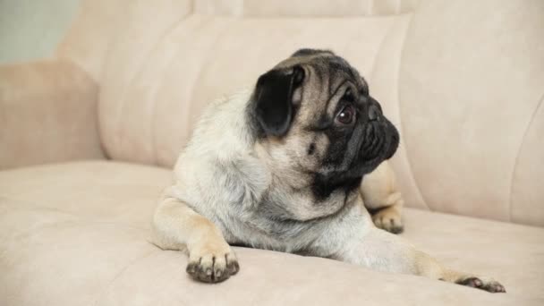 Cute Pug Lies Couch Looks Away Care Pugs Coat Folds — 비디오