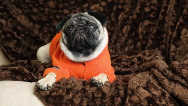 Beau Carlin Mignon Dans Vêtement Orange Trouve Sur Canapé Regarde — Video