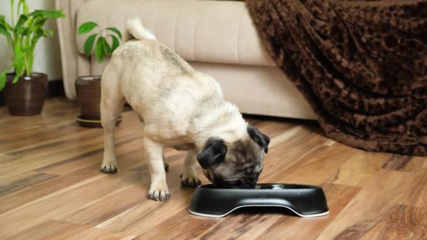 一只漂亮的纯种一岁大的呕吐物吃着黑色盘子里的食物 宠物的食物 湿的和干的食物 — 图库视频影像