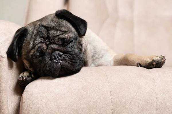 A cute pug sleeps on a beige couch. Care for pugs, hair, love and care for the pet.