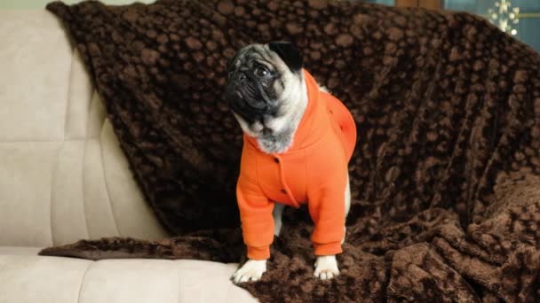 Niedlicher Lustiger Mops Orangefarbener Kleidung Sitzt Auf Der Couch Und — Stockvideo