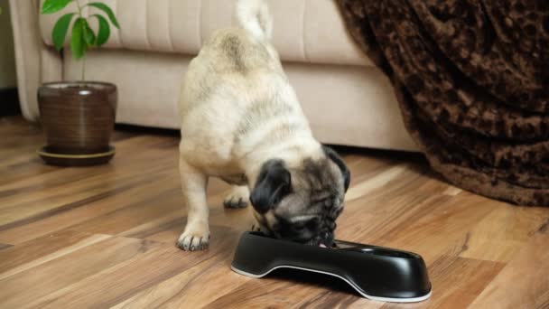 Güzel Safkan Bir Köpek Yavrusu Siyah Bir Tabaktan Yemek Yer — Stok video