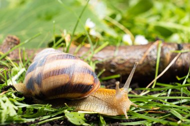Helix pomatia snail leisurely crawls on the grass