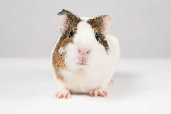 一只2个月大的小豚鼠坐在白色的背景上 — 图库照片