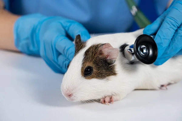 The veterinarian examines the heart and lungs of a guinea pig with a stethoscope. Veterinary Medicine for Pets.