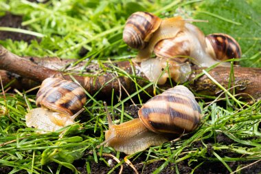 Five large grape garden snails Helix pomatia live in the forest on the grass