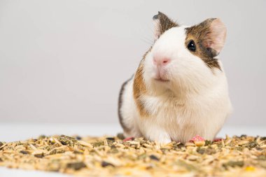 Küçük bir kobay beyaz arka planda yemeğin yanında oturur.