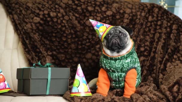 Lindo Pug Divertido Una Gorra Festiva Celebra Primer Cumpleaños — Vídeos de Stock