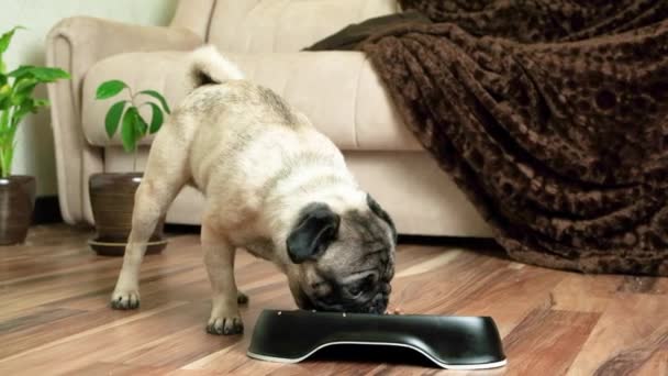Güzel Safkan Bir Köpek Yavrusu Siyah Bir Tabaktan Yemek Yer — Stok video