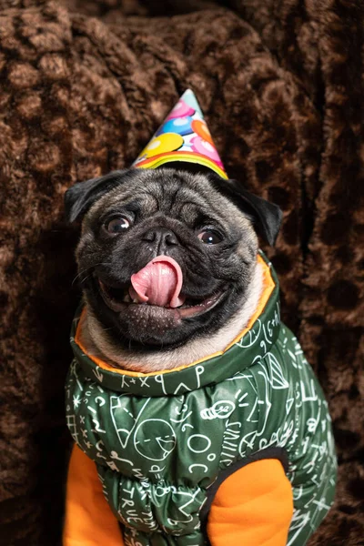 A funny pug laughs sticking out his tongue, celebrating a birthday, a festive cap on his head