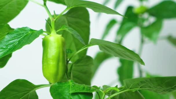 Growing Peppers Seeds Step Small Green Pepper Branch — Αρχείο Βίντεο