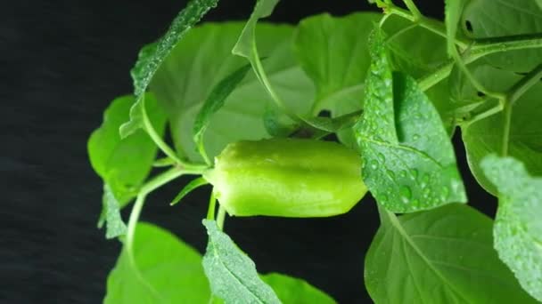 Growing Peppers Seeds Step Small Green Pepper Branch — Stock video