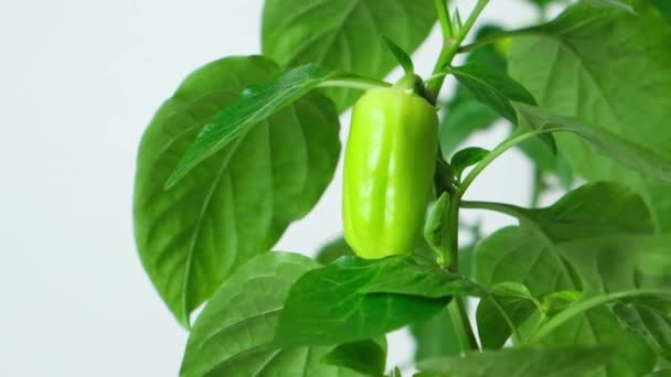 Growing Peppers Seeds Step Small Green Pepper Branch — Video
