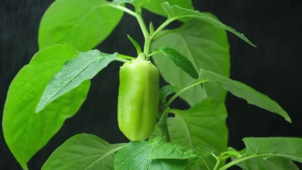 Growing Peppers Seeds Step Small Green Pepper Branch — Vídeos de Stock