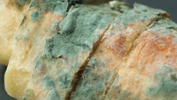 Μουλάρι Ψωμί Μακροεντολή Πάνω Όψη Κίνδυνος Της Μούχλας Μπαγιάτικα Προϊόντα — Αρχείο Βίντεο