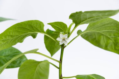 Tohumlardan biber yetiştirmek. Dokuzuncu adım - ilk çiçekler, çiçekler.
