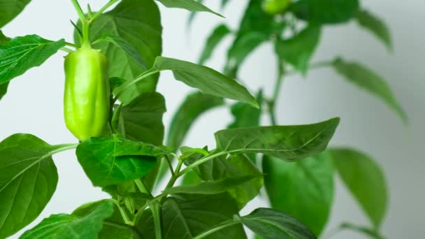 Growing Peppers Seeds Step Small Green Pepper Branch — Stok video