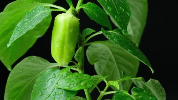 Growing Peppers Seeds Step Small Green Pepper Branch — Αρχείο Βίντεο
