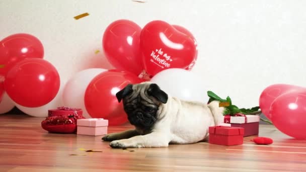 Cute Pug Celebrates Valentines Day Festive Sparkles Fall Him Valentines — Wideo stockowe