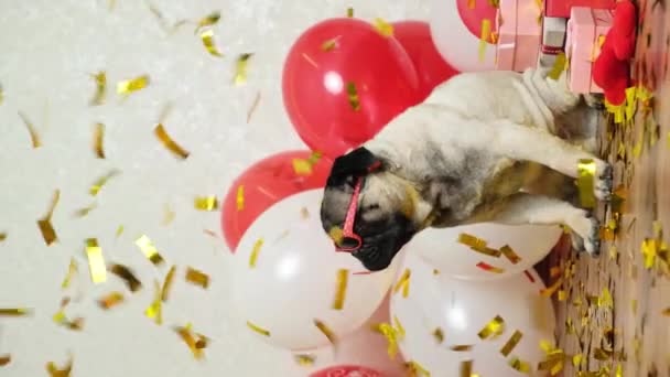 Cute Pug Celebrates Valentines Day Festive Sparkles Fall Him Valentines — 비디오