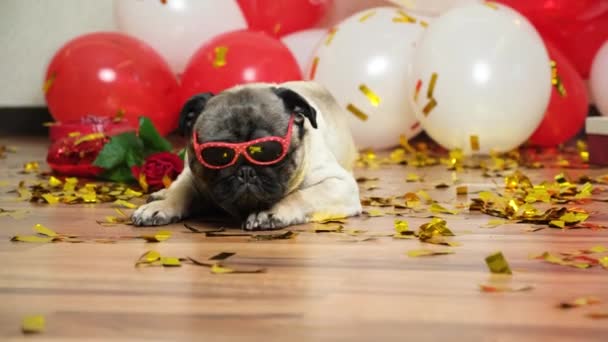 Funny Cool Pug Glasses Celebrates Valentines Day Red White Balls — 图库视频影像