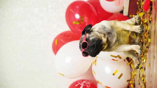 Funny Cool Pug Glasses Shakes Throws His Glasses Valentines Day — Stock Video