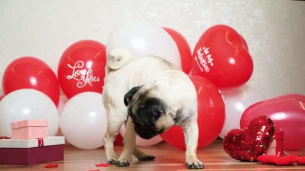 Cute Pugs Festive Balls Showered Rose Petals Valentines Day Dog — Stok video