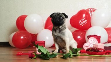 A funny cute pug sits near the balls on Valentines Day. Pets and Holidays.