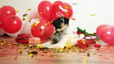 A cute pug celebrates Valentines Day, festive sparkles fall on him. Valentines Day and Dogs